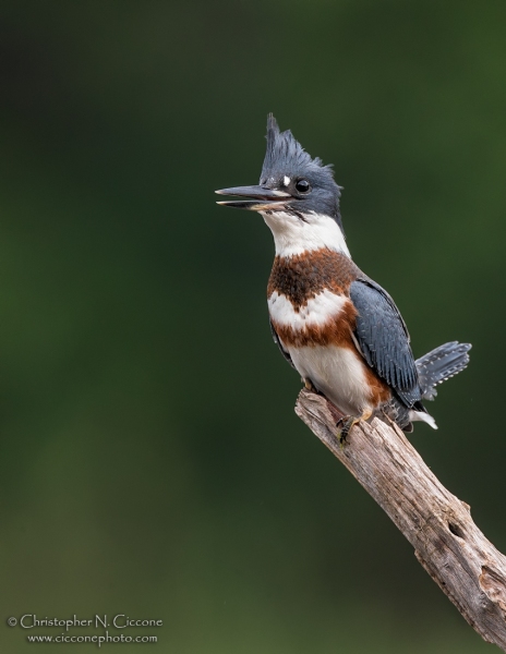 Belted Kingfisher