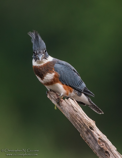 Belted Kingfisher