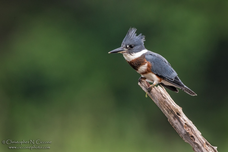 Belted Kingfisher