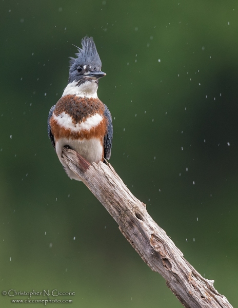 Belted Kingfisher