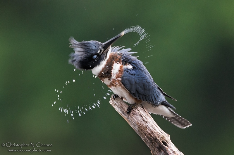 Belted Kingfisher