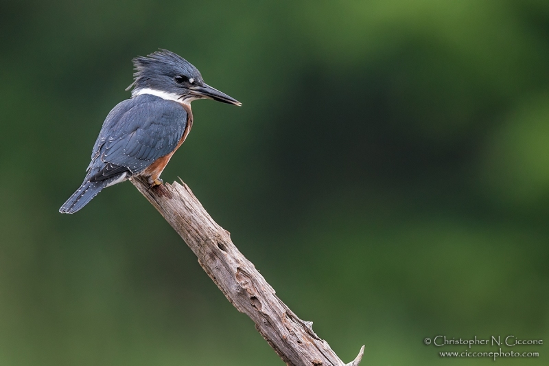 Belted Kingfisher