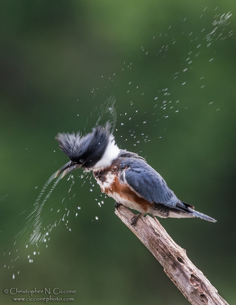 Belted Kingfisher