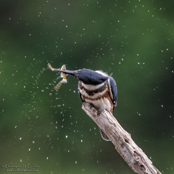 Belted Kingfisher