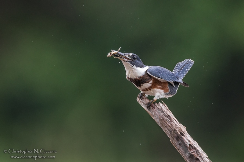 Belted Kingfisher