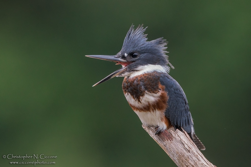 Belted Kingfisher