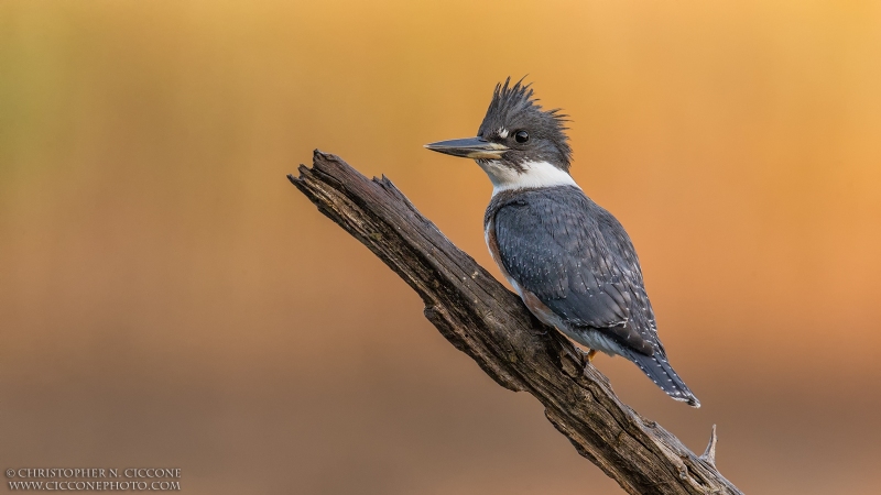 Belted Kingfisher