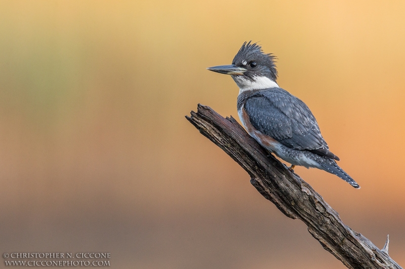 Belted Kingfisher