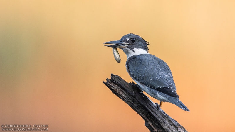 Belted Kingfisher