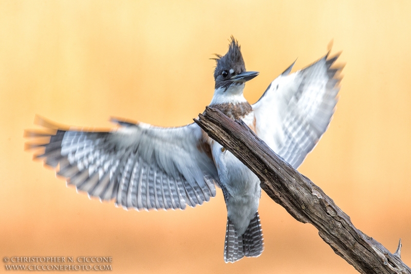 Belted Kingfisher