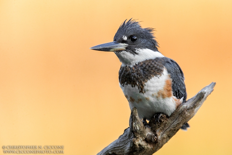 Belted Kingfisher