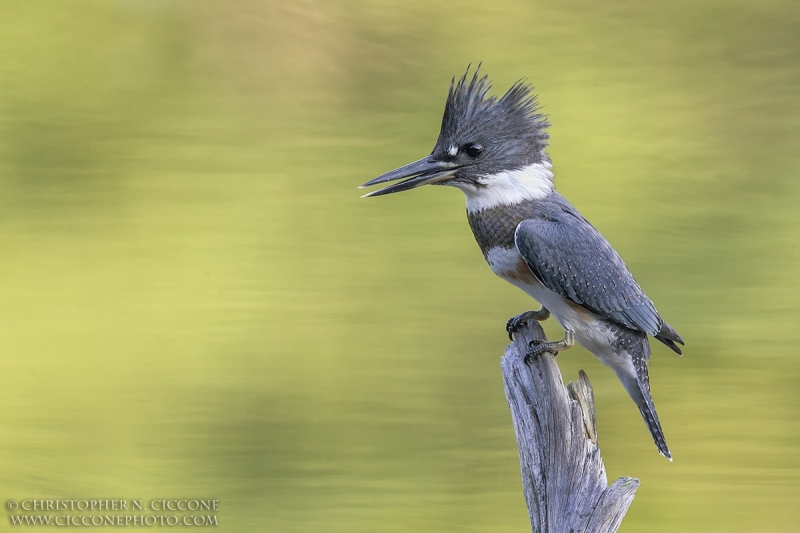 Belted Kingfisher