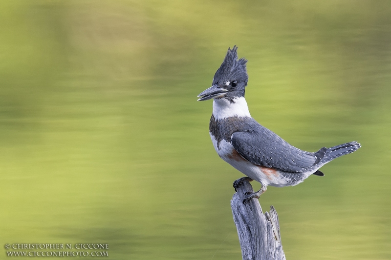 Belted Kingfisher