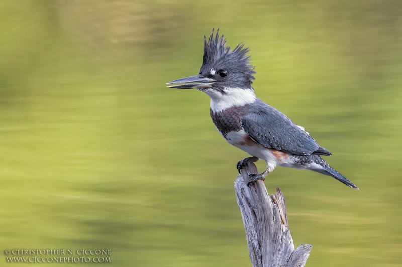 Belted Kingfisher