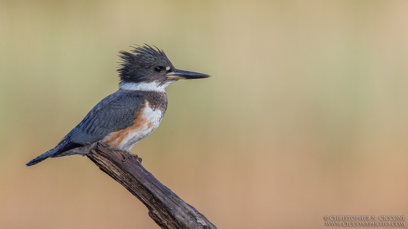 Belted Kingfisher