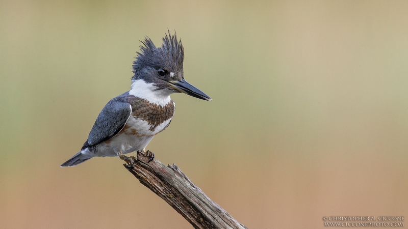 Belted Kingfisher