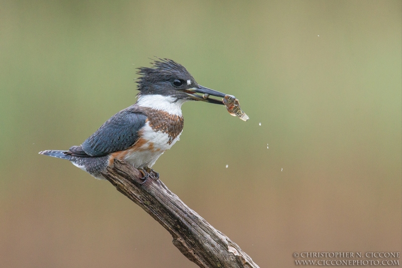 Belted Kingfisher