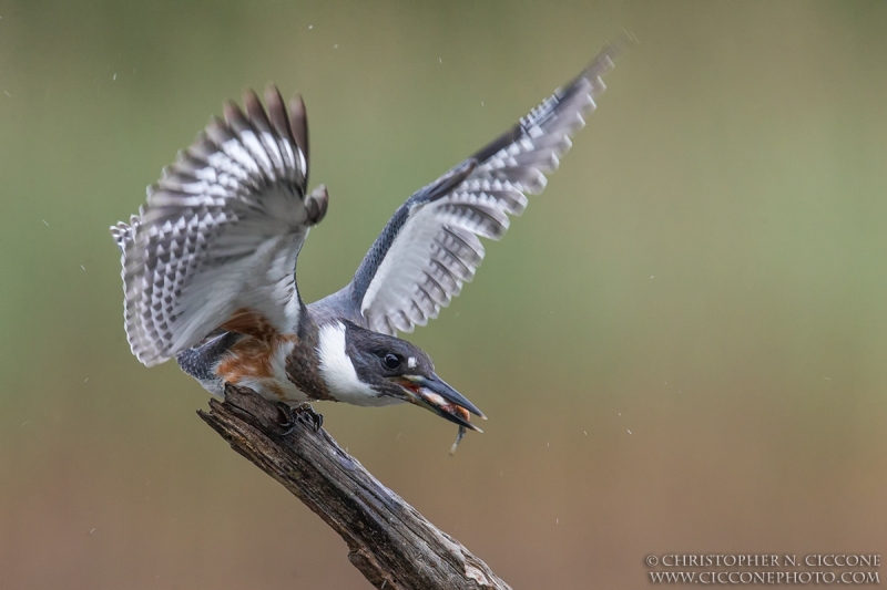 Belted Kingfisher