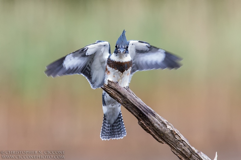 Belted Kingfisher