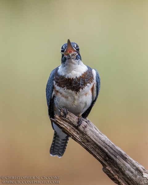 Belted Kingfisher