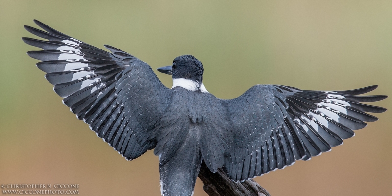 Belted Kingfisher