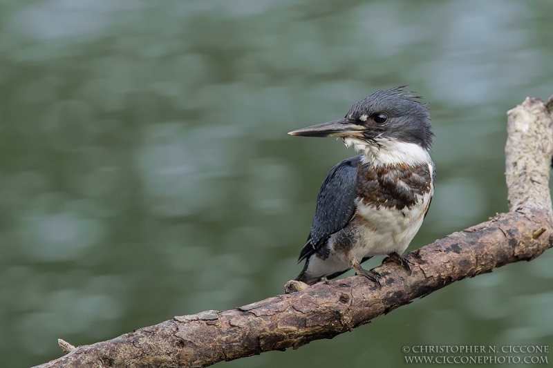 Belted Kingfisher