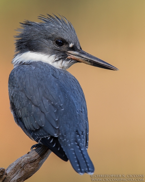 Belted Kingfisher