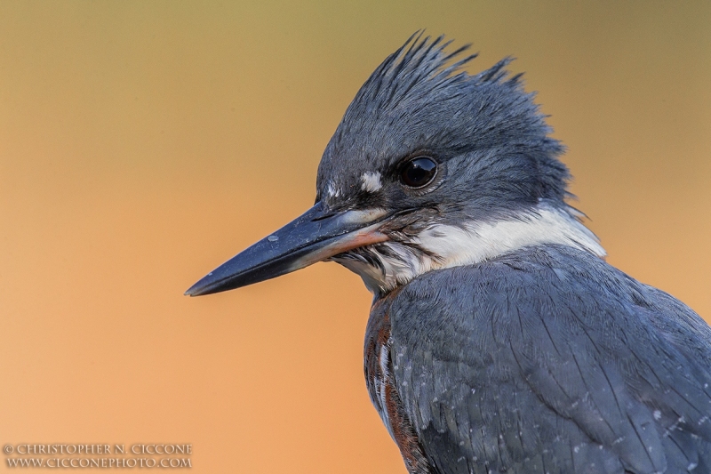 Belted Kingfisher