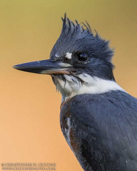 Belted Kingfisher