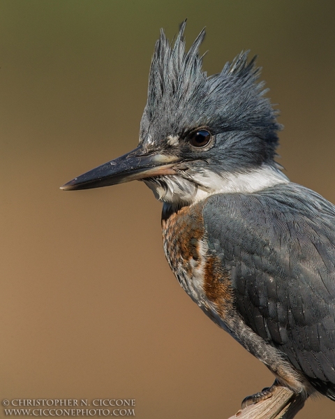 Belted Kingfisher