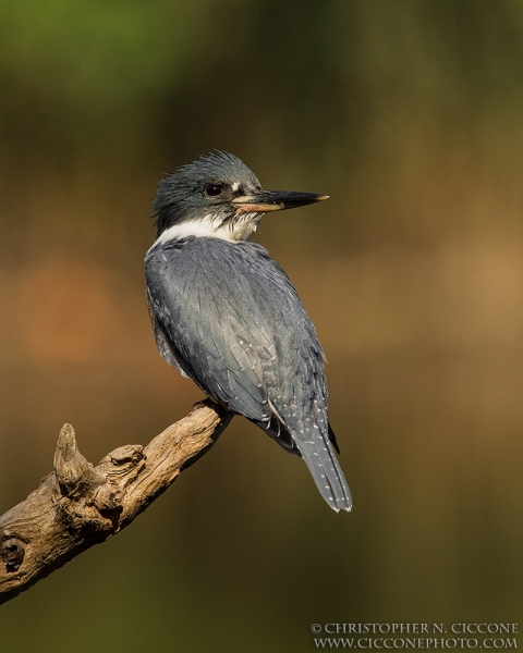 Belted Kingfisher