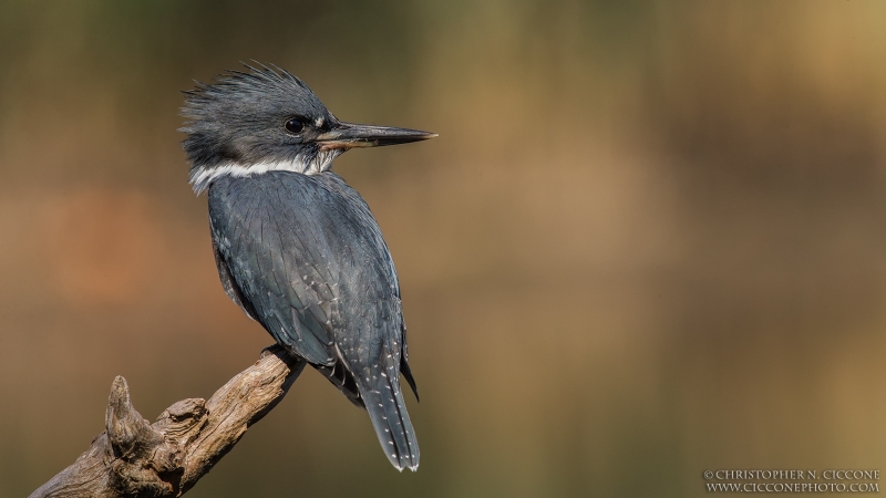 Belted Kingfisher