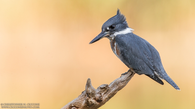 Belted Kingfisher