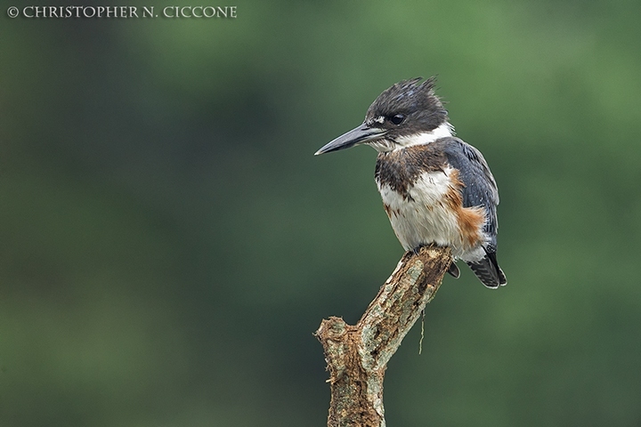 Belted Kingfisher