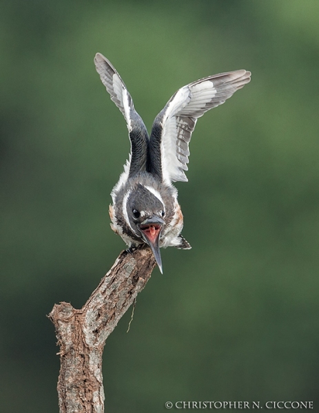 Belted Kingfisher