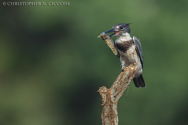 Belted Kingfisher