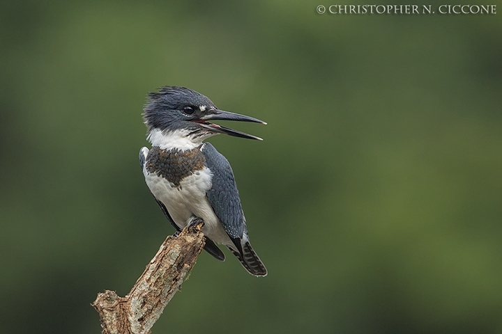 Belted Kingfisher