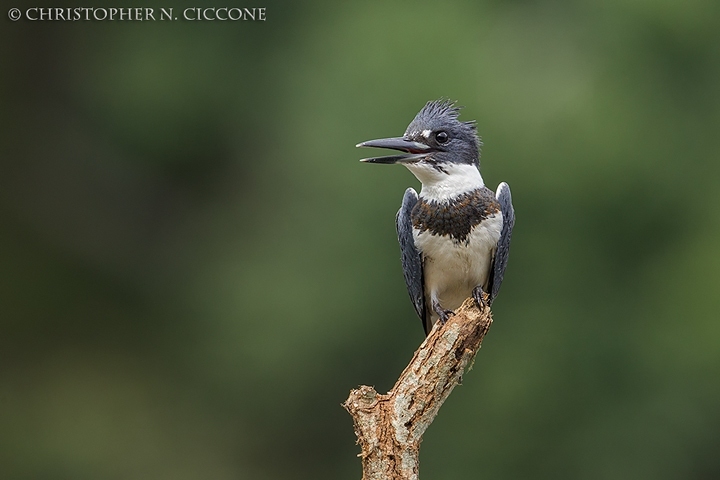 Belted Kingfisher