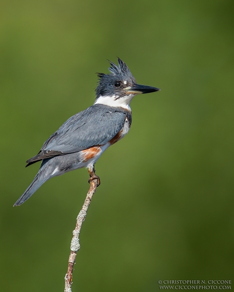 Belted Kingfisher