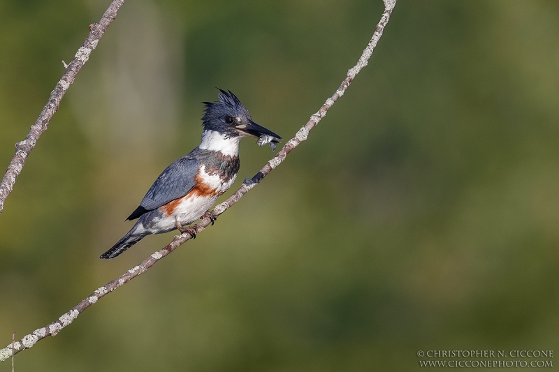 Belted Kingfisher