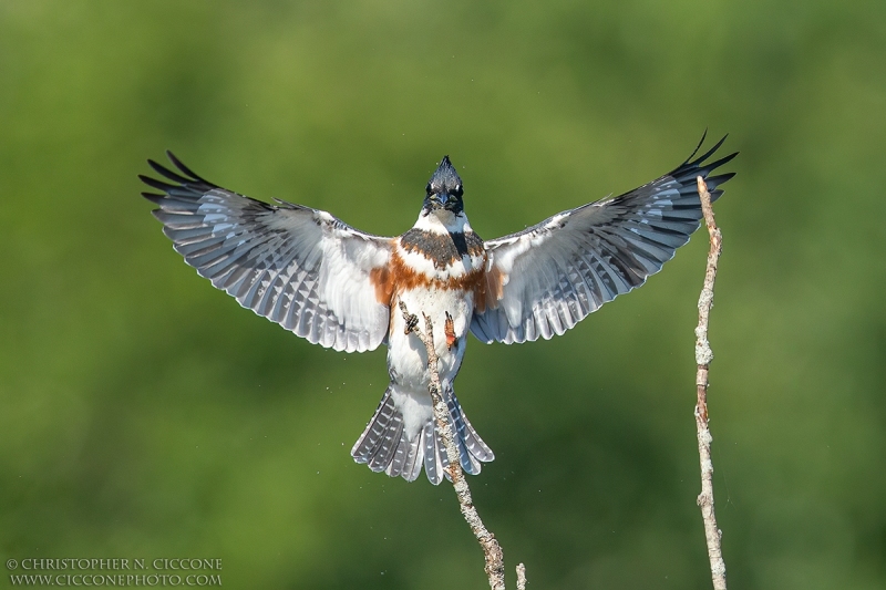 Belted Kingfisher