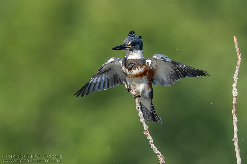 Belted Kingfisher