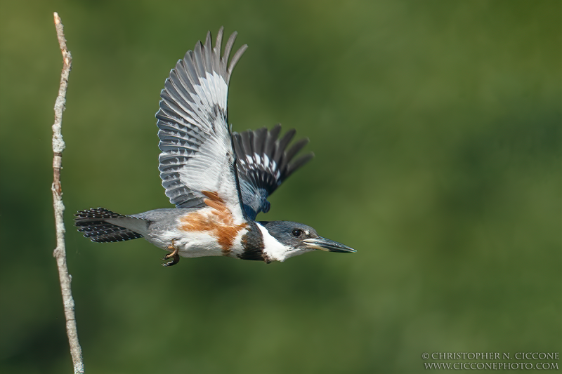 Belted Kingfisher