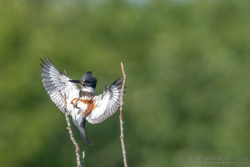 Belted Kingfisher