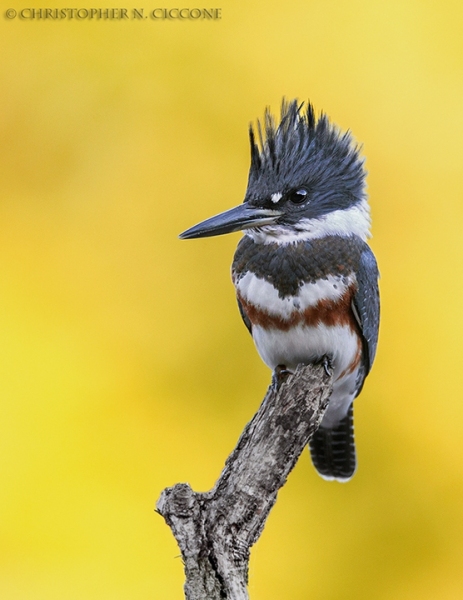 Belted Kingfisher