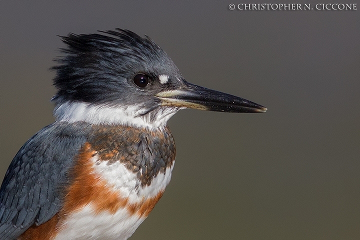 Belted Kingfisher