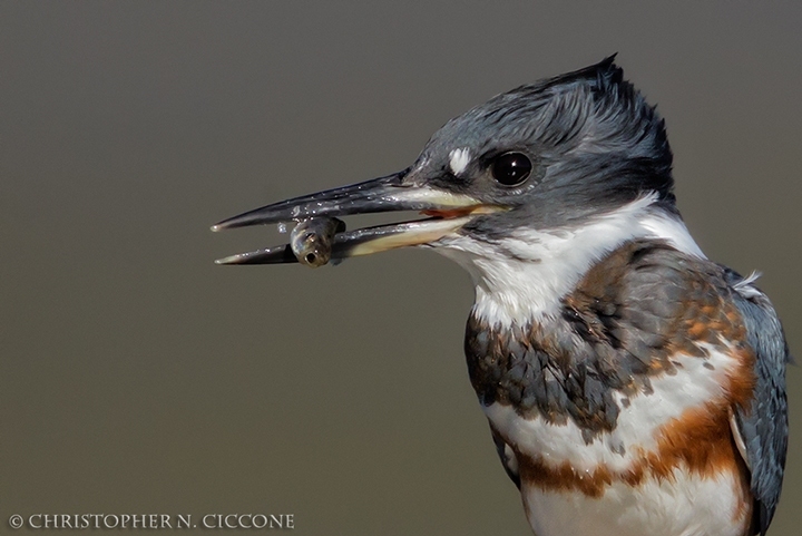 Belted Kingfisher