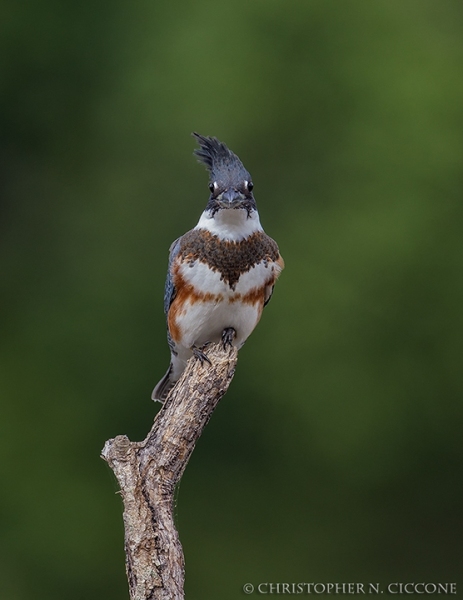 Belted Kingfisher