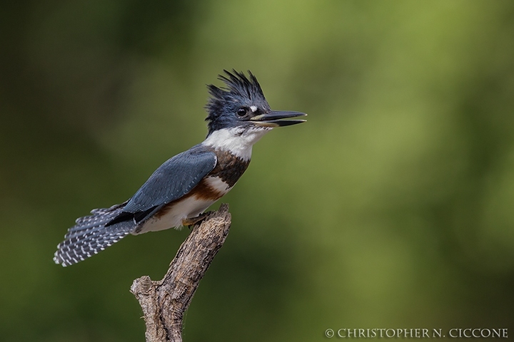 Belted Kingfisher