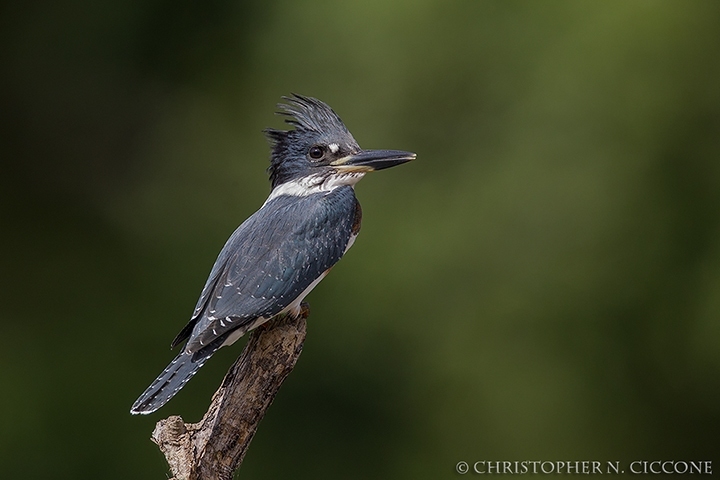 Belted Kingfisher